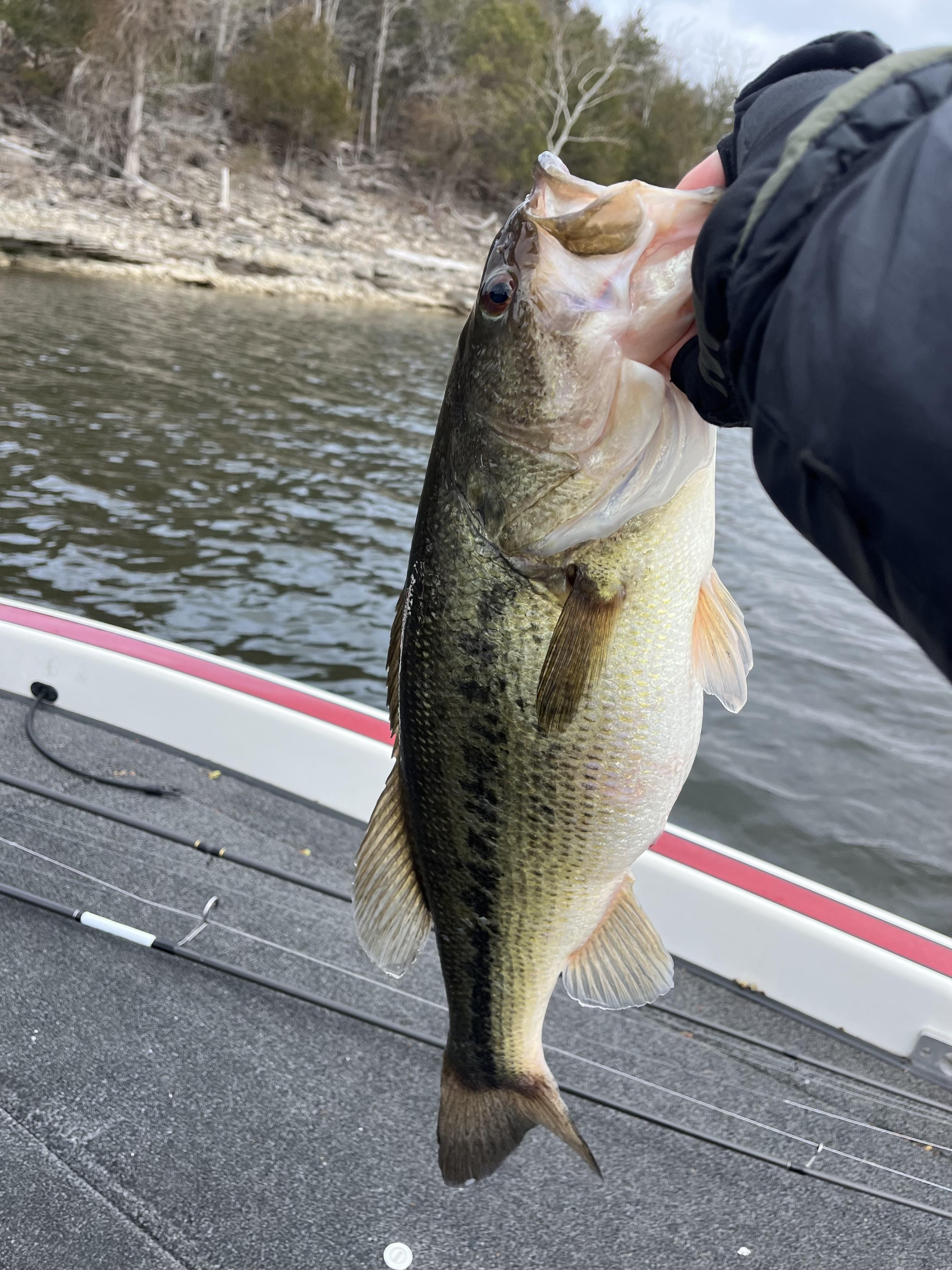 Live bait photos - Beaver Lake - OzarkAnglers.Com Forum