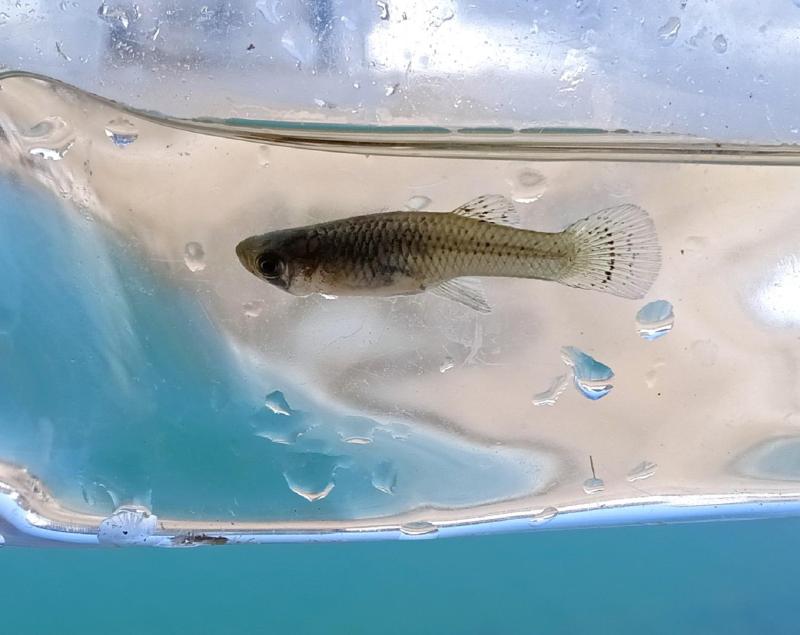 Western Mosquitofish 1st - 09Mar24.jpg