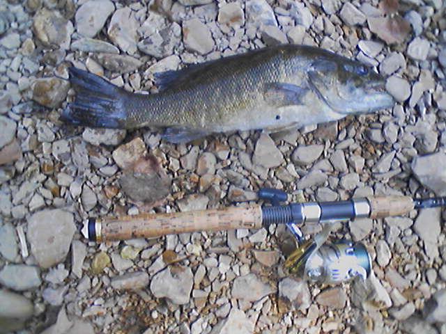 17.75 inch smallmouth.JPG