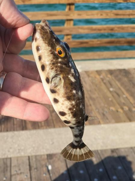 Bandtail Puffer - Dania Pier - 21Feb24.jpg