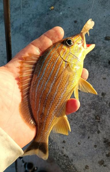 Bluestriped Grunt 2 - White St Pier - Key West - 22Feb24.jpg