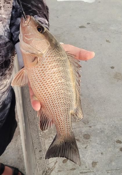 Grey Snapper 2 CP - White St Pier - Key West - 22Feb24.jpg