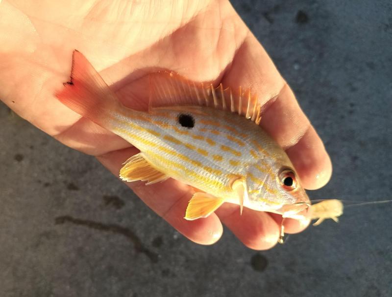 Lane Snapper 1 - White St Pier - Key West - 22Feb24.jpg