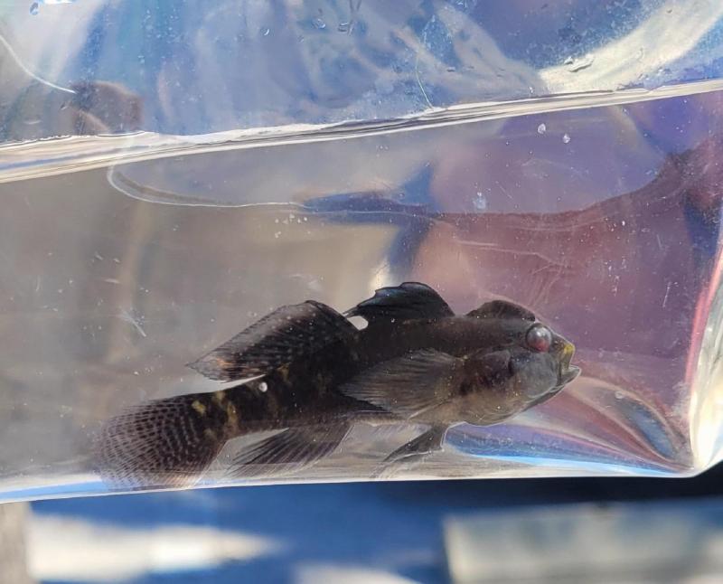 Livie Crested Goby 3 - Intercoastal -Dania Pier - 21Feb24.jpg