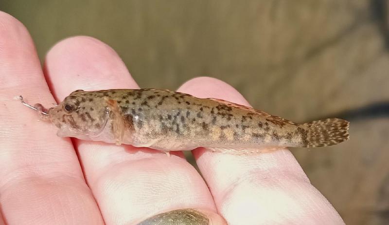 Slimy sculpin 2nd - Kimberton PA Crk -  22Apr24.jpg