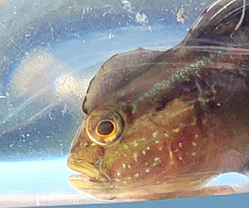 Sue Crested Goby CP - Intercoastal -Dania Pier - 21Feb24.jpg