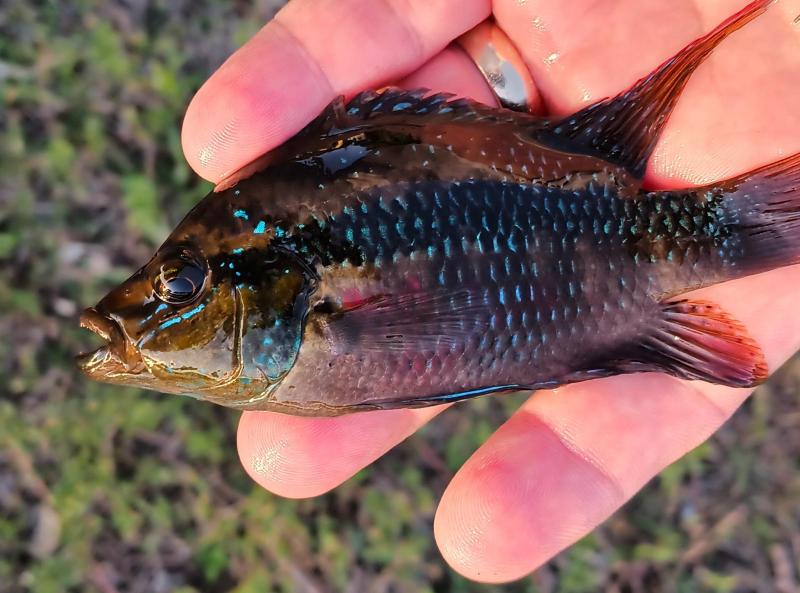 Tri-colored (Salvini) Cichlid - 24Feb24.jpg