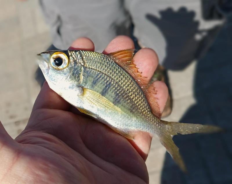 Yellowfin Mojarra 1 - Intercoastal -Dania Pier - 21Feb24.jpg