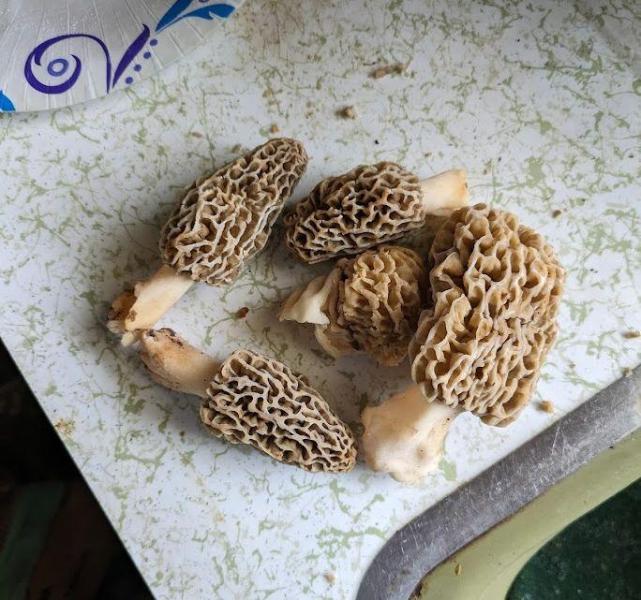 easter morels.jpg