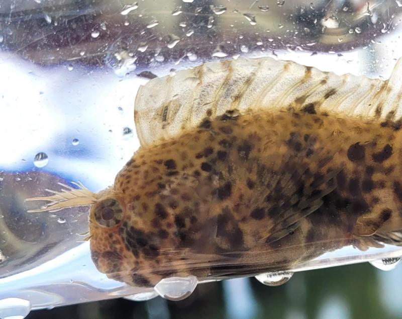 Feather Blenny CP face lft - 04Jun24.jpg