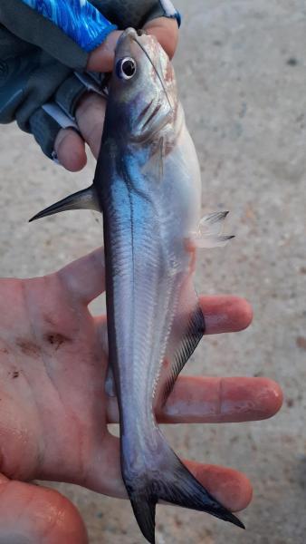 Livie Blue Catfish (#19) - Choptank Rvr - 05Apr21.jpg