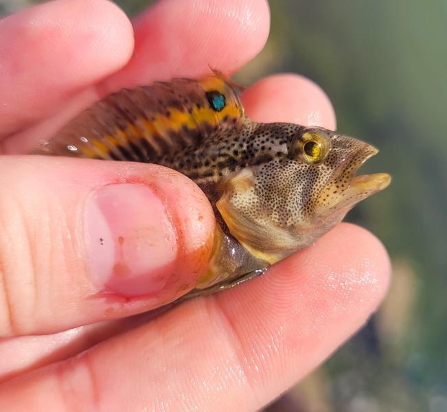 Livie Striped Blenny 1 - 16Jun24.jpg