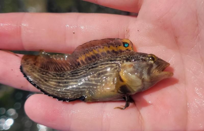 Livie Striped Blenny 2 - 16Jun24.jpg