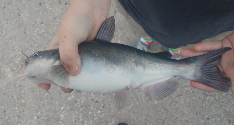 Livie White Catfish (2) - Choptank Rvr - 11Sep18.jpg