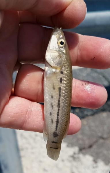 Striped Killifish - 16Jun24.jpg