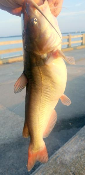 White catfish (1) - Choptank - Bill Burton Pier - 09Aug18.jpg