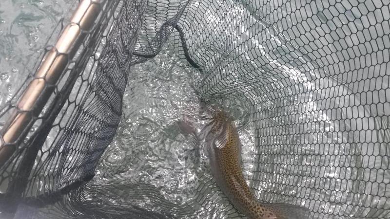 11 point big fish in net.jpg