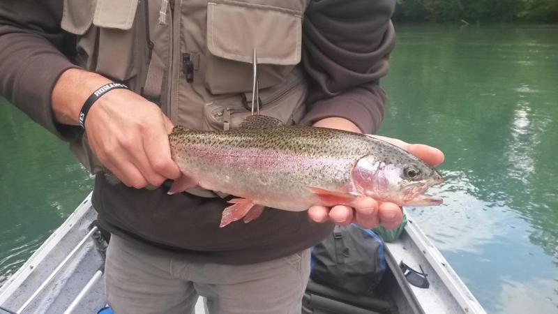 11 point trout 3.jpg