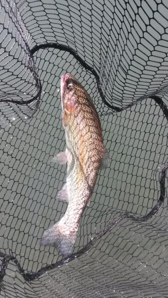 11 point trout in net.jpg