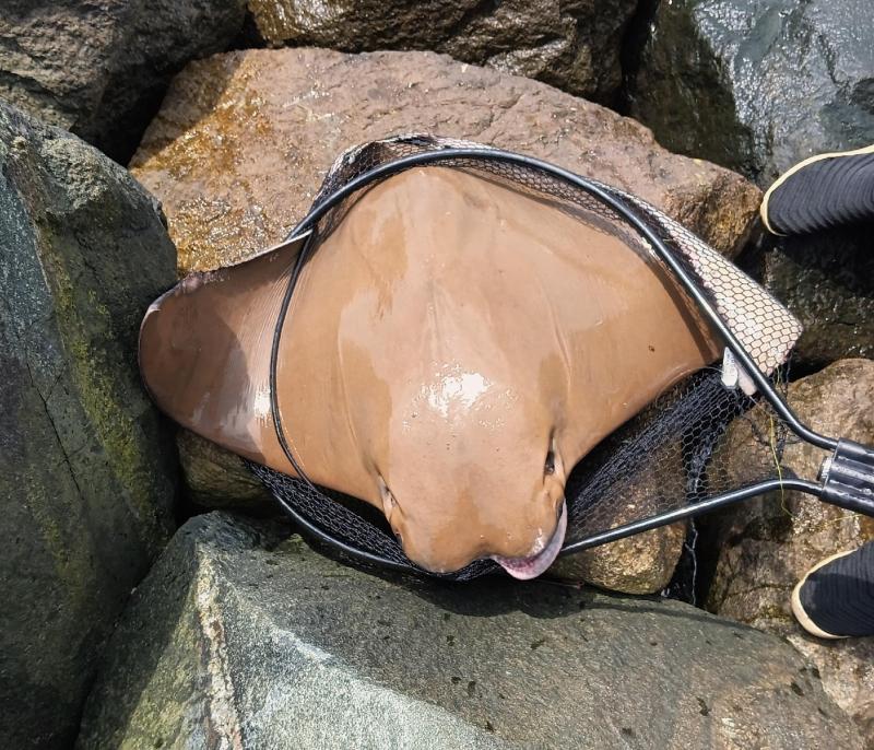 Cownose Ray 1 - Tilghman - 04Jul24.jpg