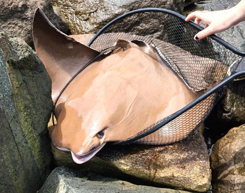 Cownose Ray 2 - Tilghman - 04Jul24.jpg