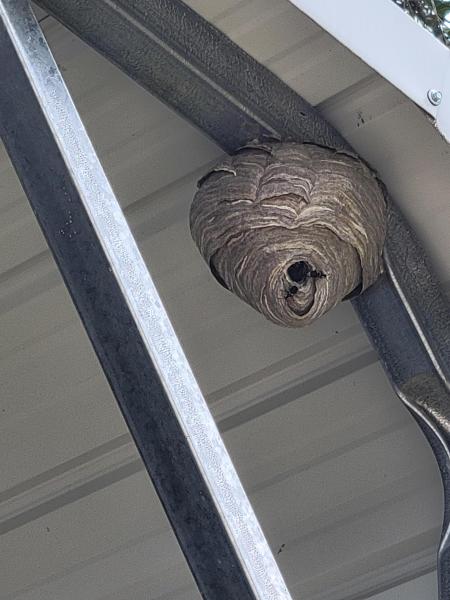 hornet nest.jpg