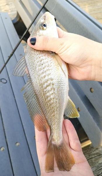 Atl Croaker - Jeanette's Pier NC 15Aug24.jpg