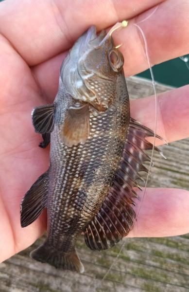 Black Sea Bass - Jeanette's Pier NC 15Aug24.jpg