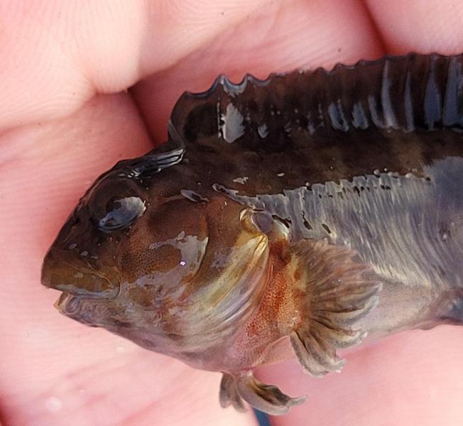 Blenny - Jeanette's Pier NC 15Aug24.jpg