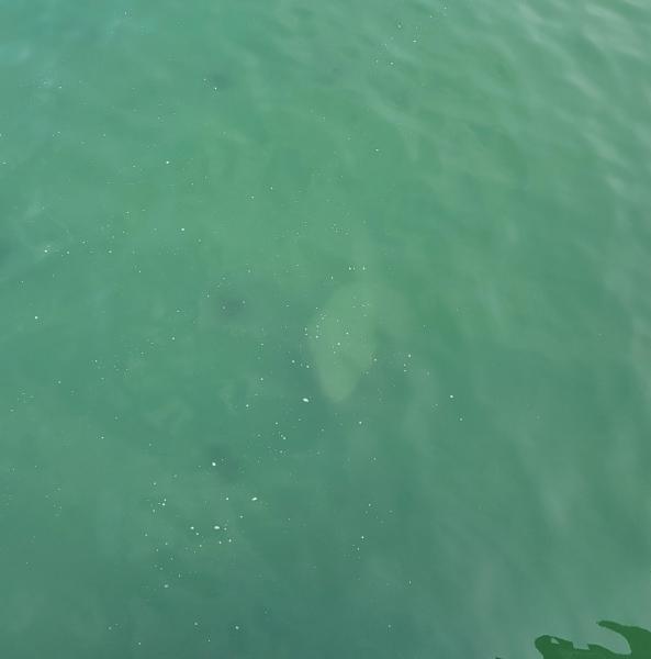 Butterfly ray - Jeanette's Pier NC 15Aug24.jpg