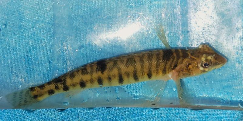 Chesapeake Logperch 1 - Peter's crk - 19Jul24.jpg