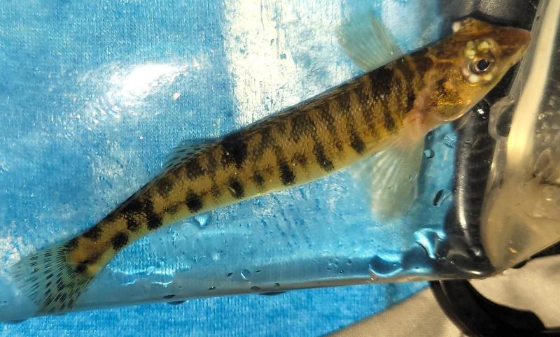 Chesapeake Logperch 2 - Peter's crk - 19Jul24.jpg