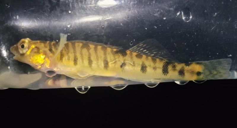 Chesapeake Logperch 3 - Peter's crk - 19Jul24.jpg