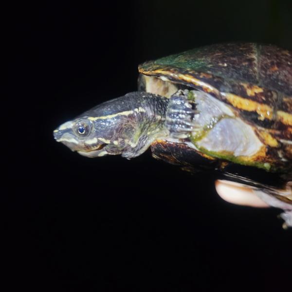 Musk turtle Head 2 07May24.jpg