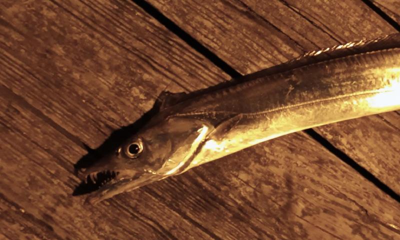 Ribbonfish #1 on deck CP - Jeanette's Pier - 15Aug24.jpg