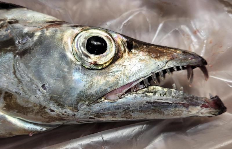 Ribbonfish head CP2- Jeanette's Pier - 15Aug24.jpg