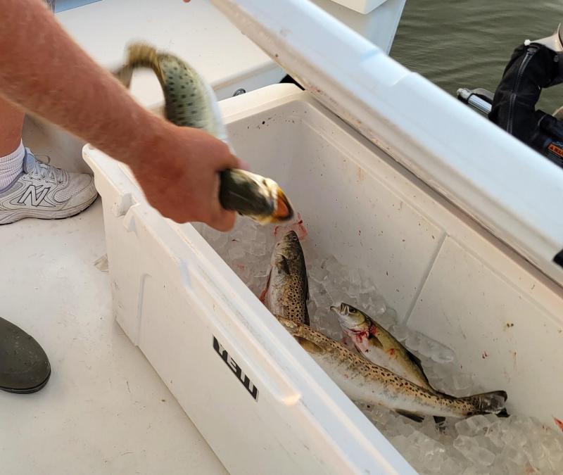 Sue's trout in the box - Oregon Inlet NC - 16Aug24.jpg