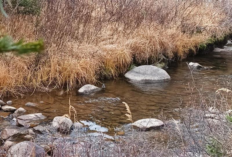 American Dipper - Herman's Gulch - Silver Plume CO - 18Oct24.jpg