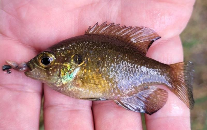 Banded Sunfish 1st 2 - Franklin Parker Prsrv - 05Oct24.jpg