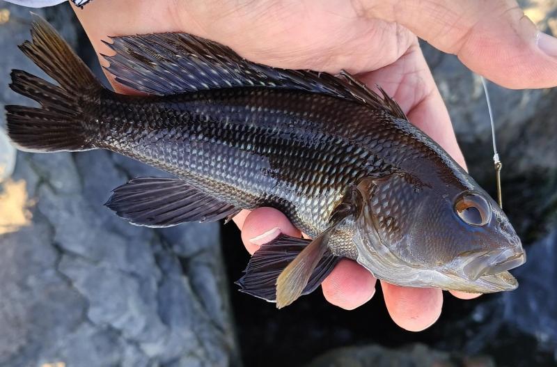 Black Seabass - Barnegat Inlet - 05Oct24.jpg