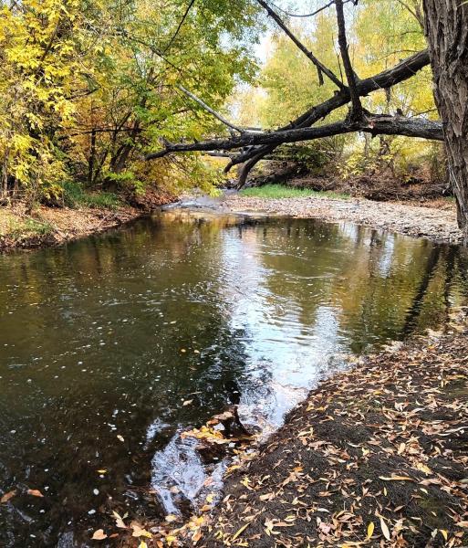 Boulder Crk 02 Downstream - 19Oct24.jpg