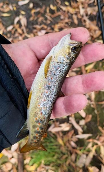 Brown Trout 2nd - Boulder Crk - 19Oct24.jpg