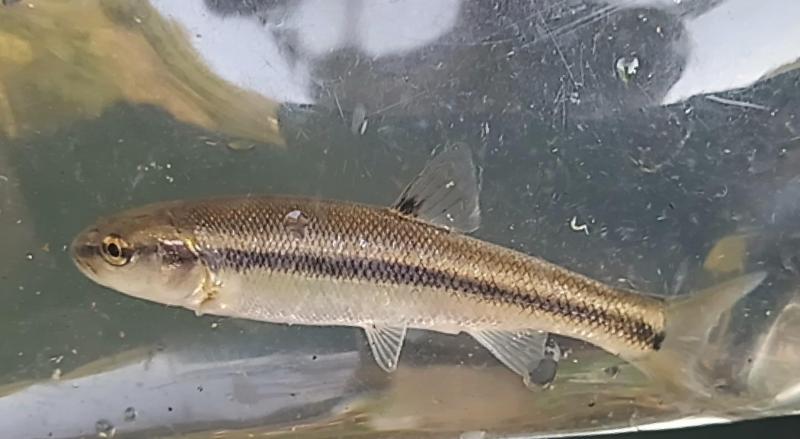 Creek Chub - Mudlick Run 14Sep24.jpg