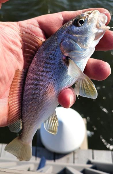 Croaker - Tuckerton City Park - 05Oct24.jpg