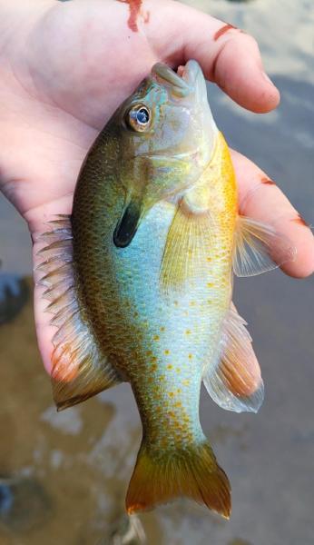 Livie Redbreast sunfish - Catoctin Crk - 04Oct24.jpg