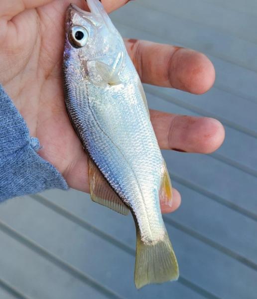 Livie Silver Perch - Tuckerton City Park - 05Oct24.jpg