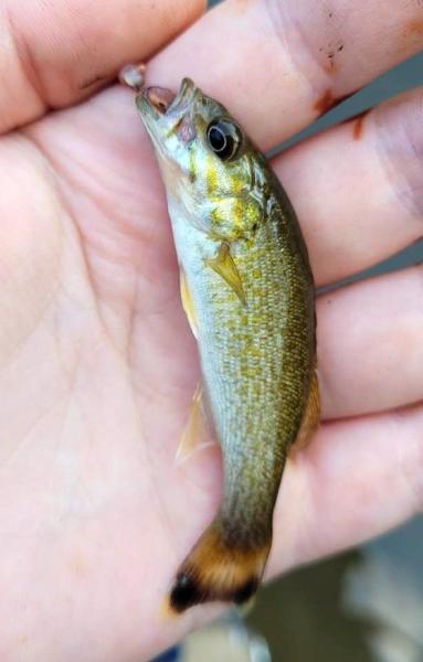 Livie Smallmouth Bass - Catoctin Crk - 04Oct24.jpg