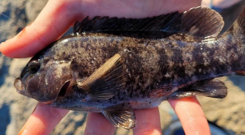 Livie Tautog 2 - Barnegat Inlet - 05Oct24.jpg