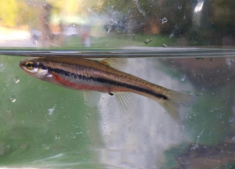 Southern Redbelly Dace - Mudlick Run 14Sep24.jpg