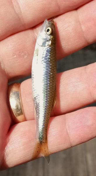 Spotfin Shiner - Catoctin Crk - 04Oct24.jpg